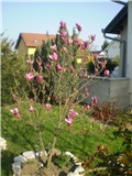 magnolija